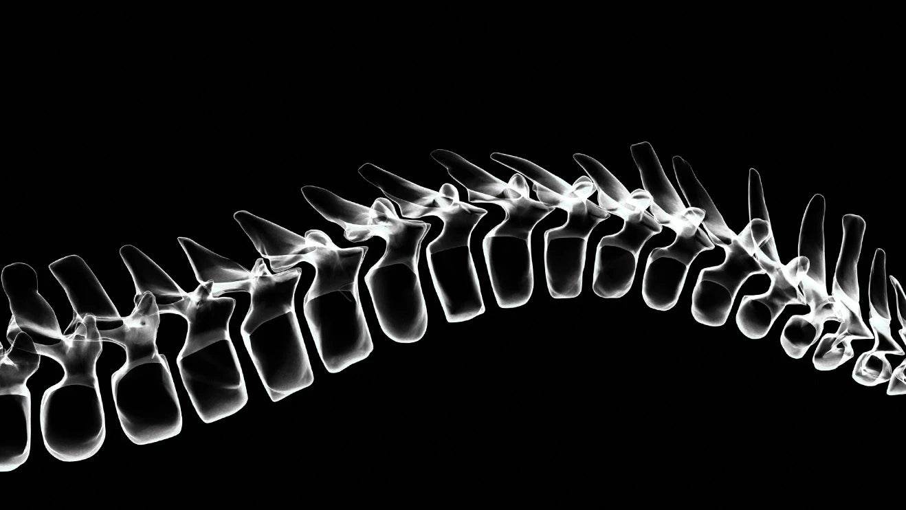 Bone & Scale