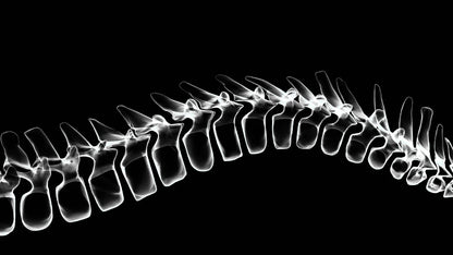 Bone & Scale